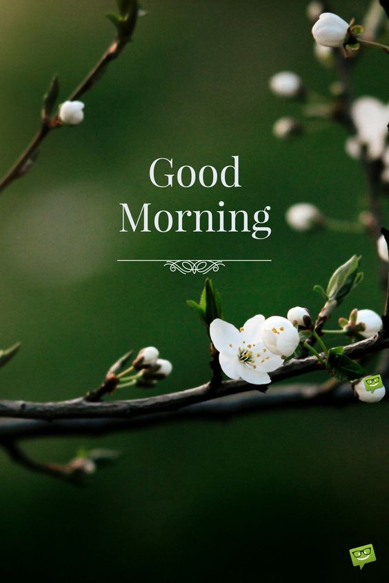 nature good morning image with white flower